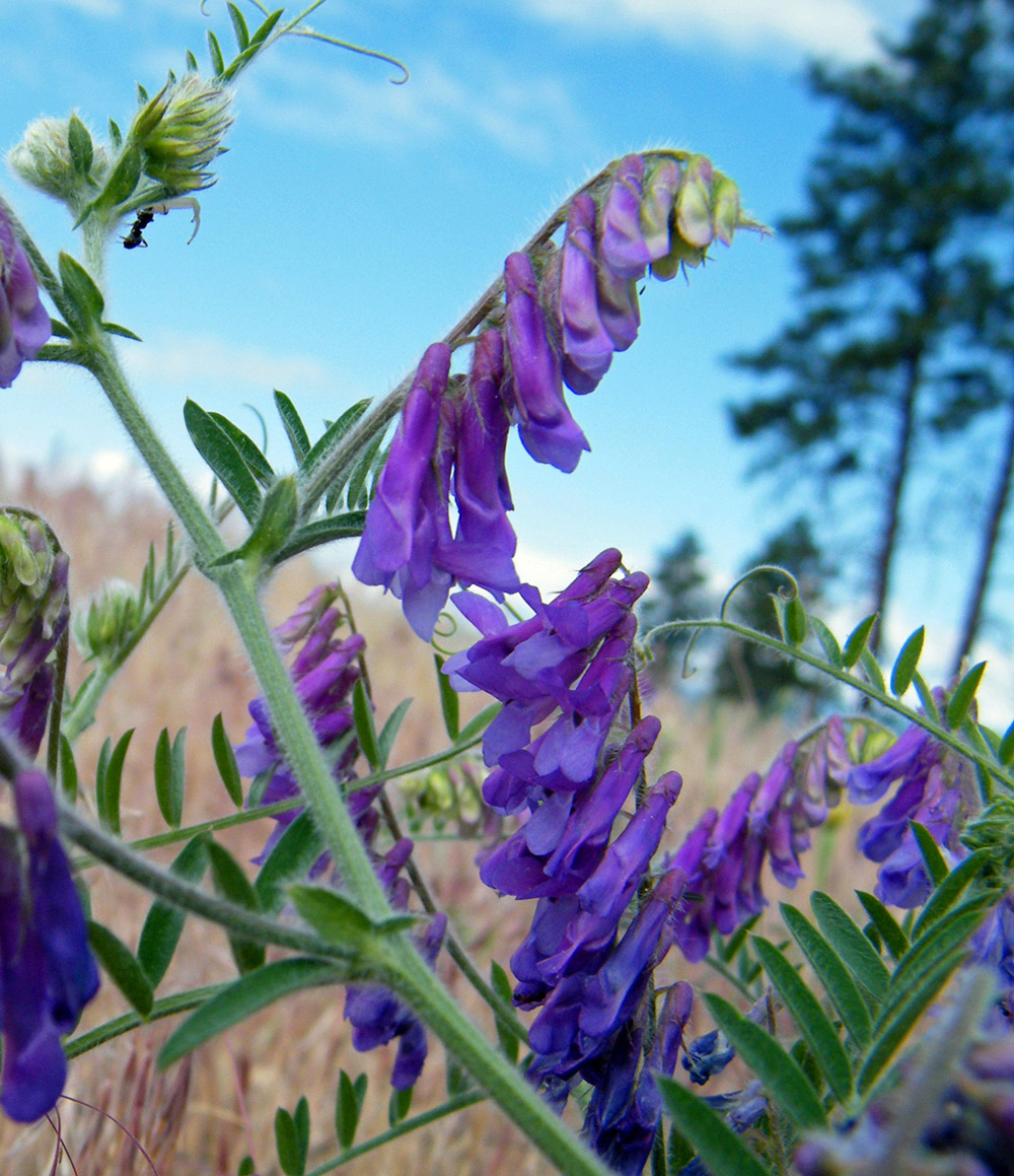 Hairy Vetch – Forage U-Pick