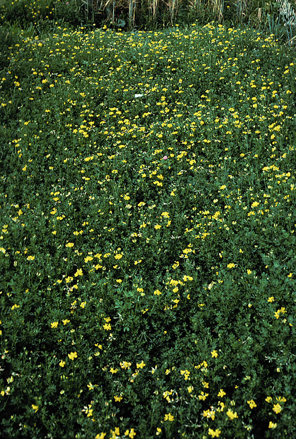 Birdsfoot Trefoil – Forage U-Pick