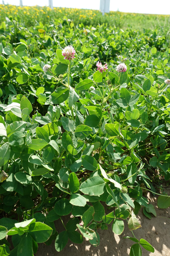 12,200+ Alsike Clover Seeds – Flowering Perennial, Pollinator-Friendly Lawn Alternative