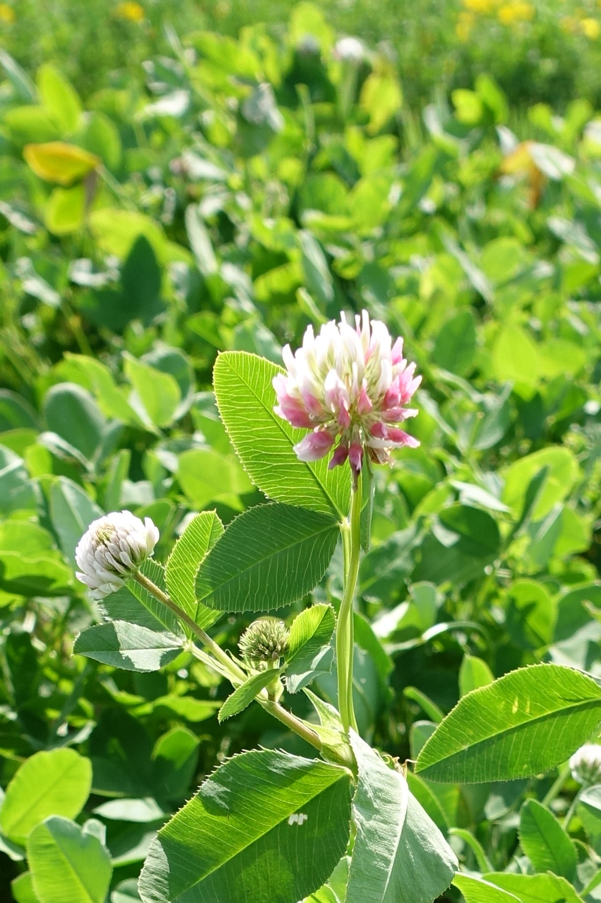 Alsike Clover Forage UPick