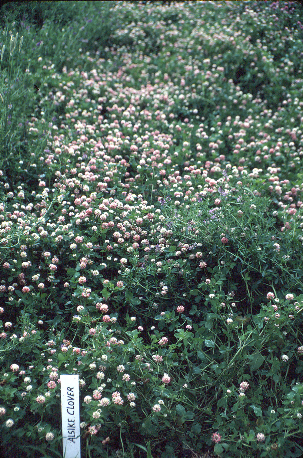 Alsike Clover – Forage U-Pick