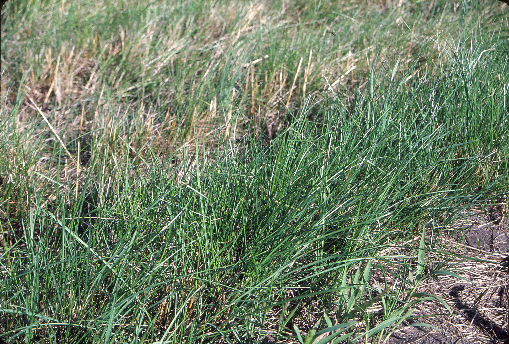 Creeping Red Fescue – Forage U-Pick