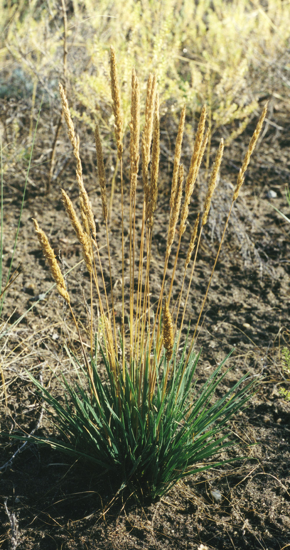 Junegrass Forage UPick