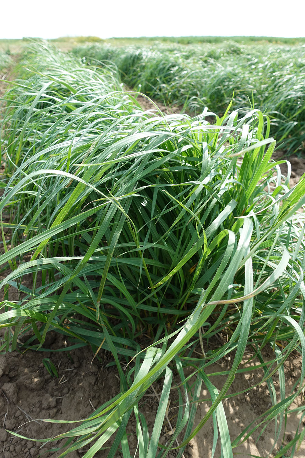 Meadow Bromegrass Forage UPick