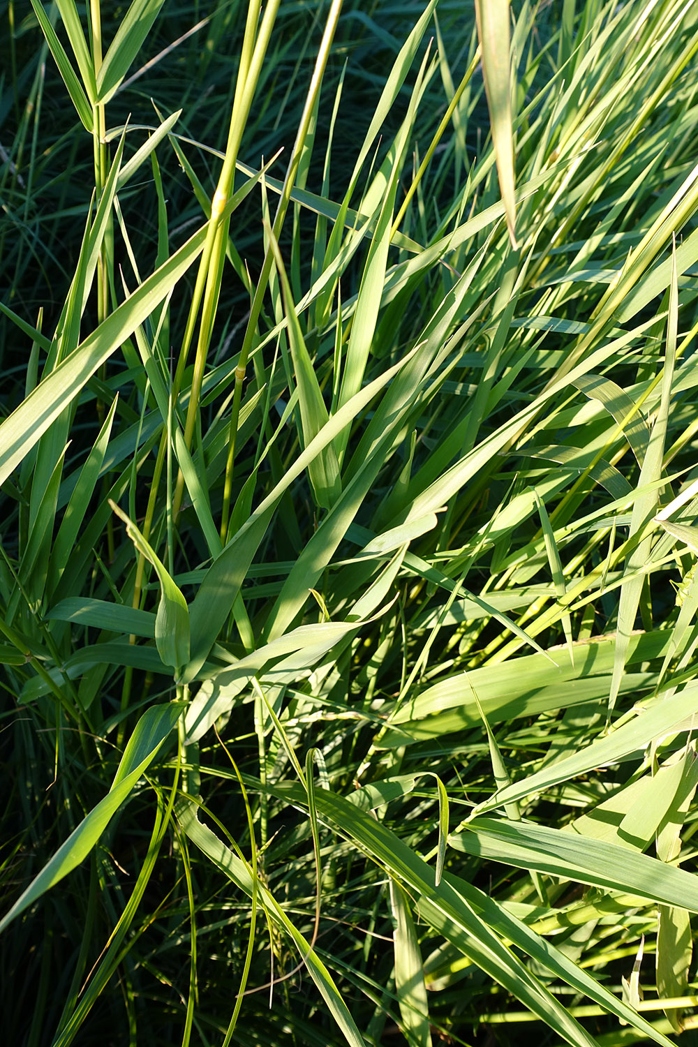 Reed Canarygrass Forage UPick