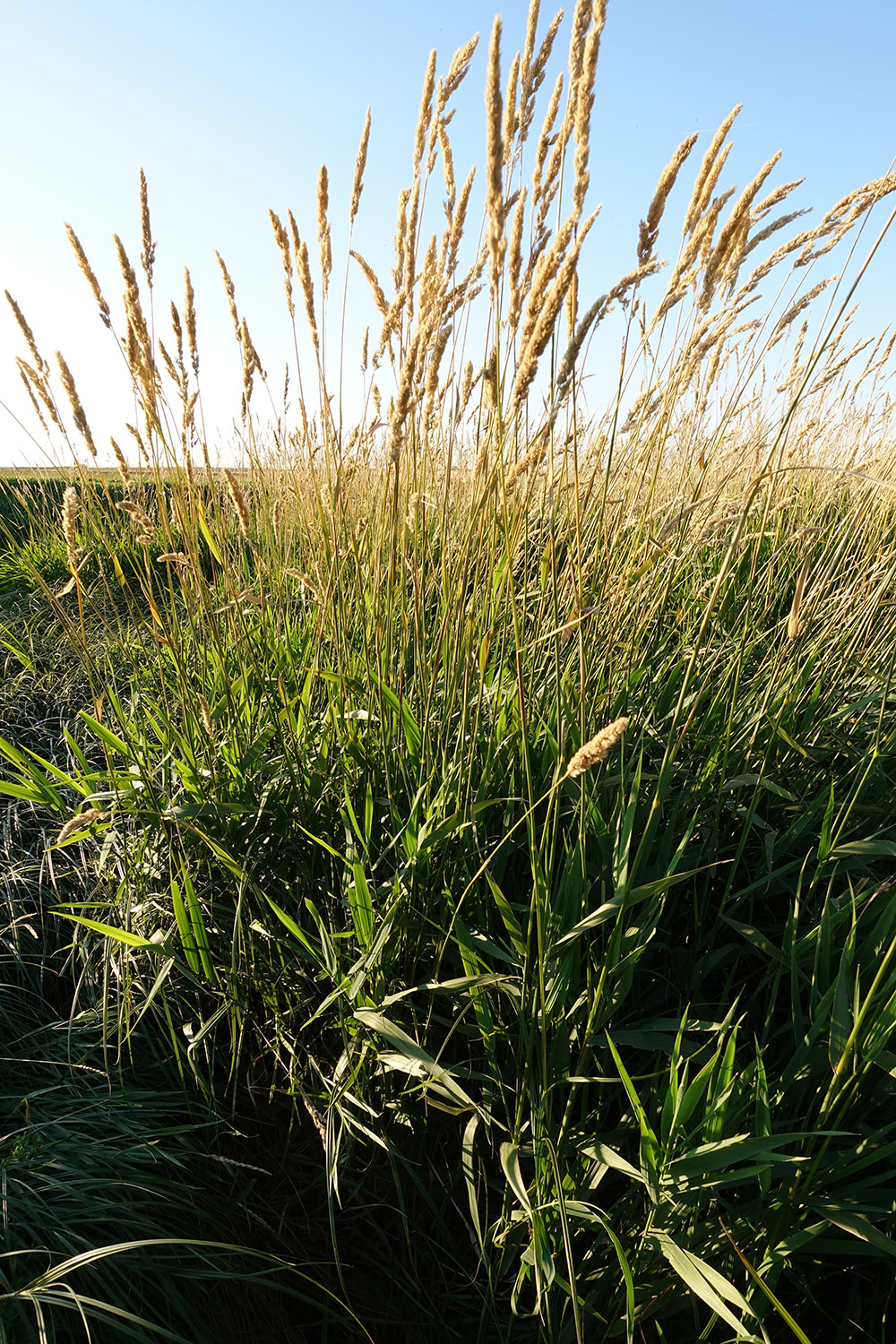 Reed Canarygrass Forage UPick