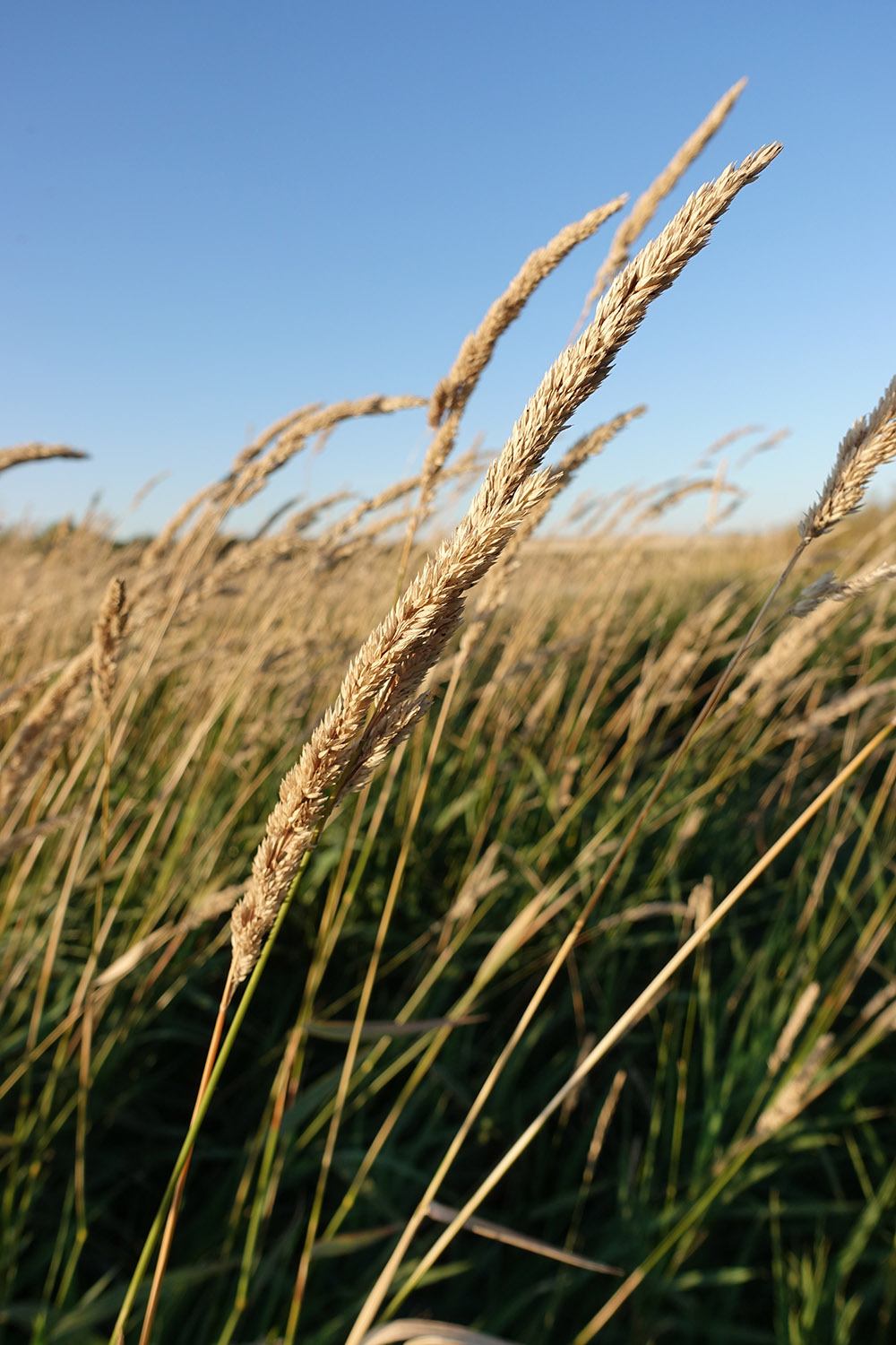 Reed Canarygrass Forage UPick