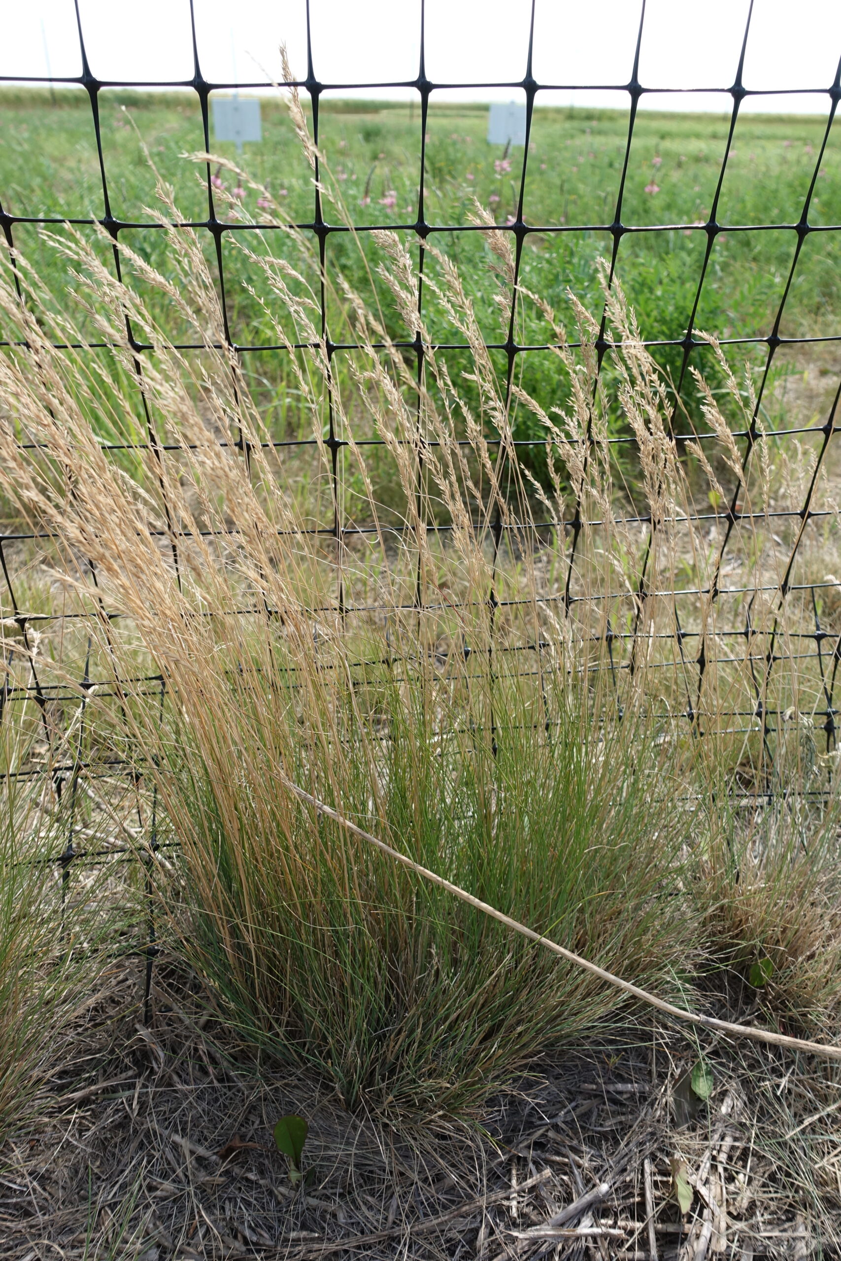 Hard Fescue / Sheep Fescue Forage UPick