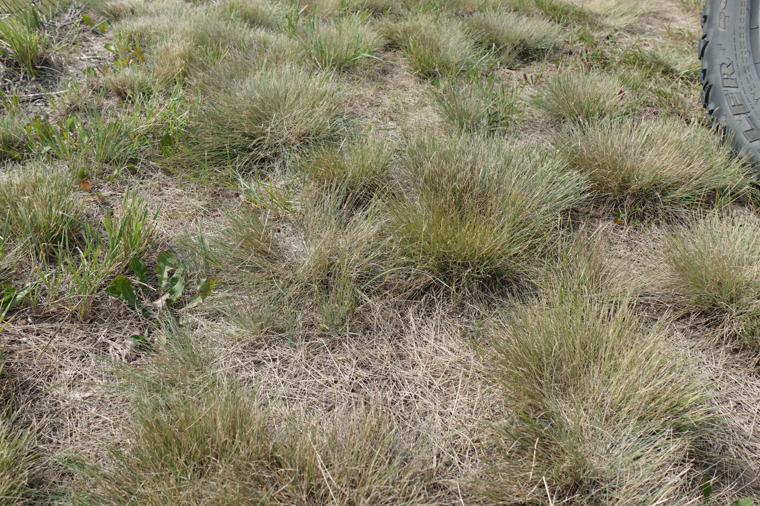 Hard Fescue / Sheep Fescue Forage UPick