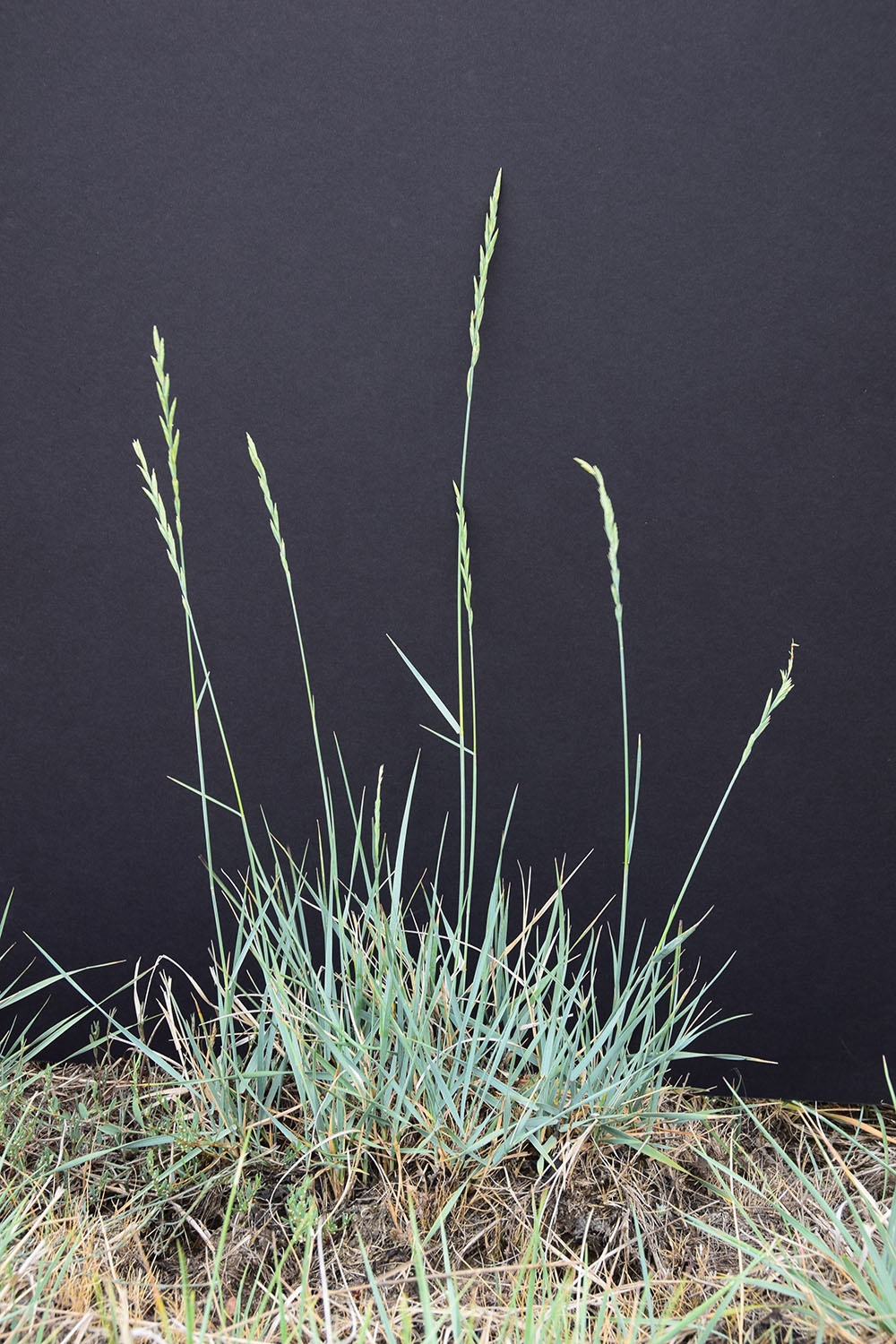 Western Wheatgrass Forage UPick