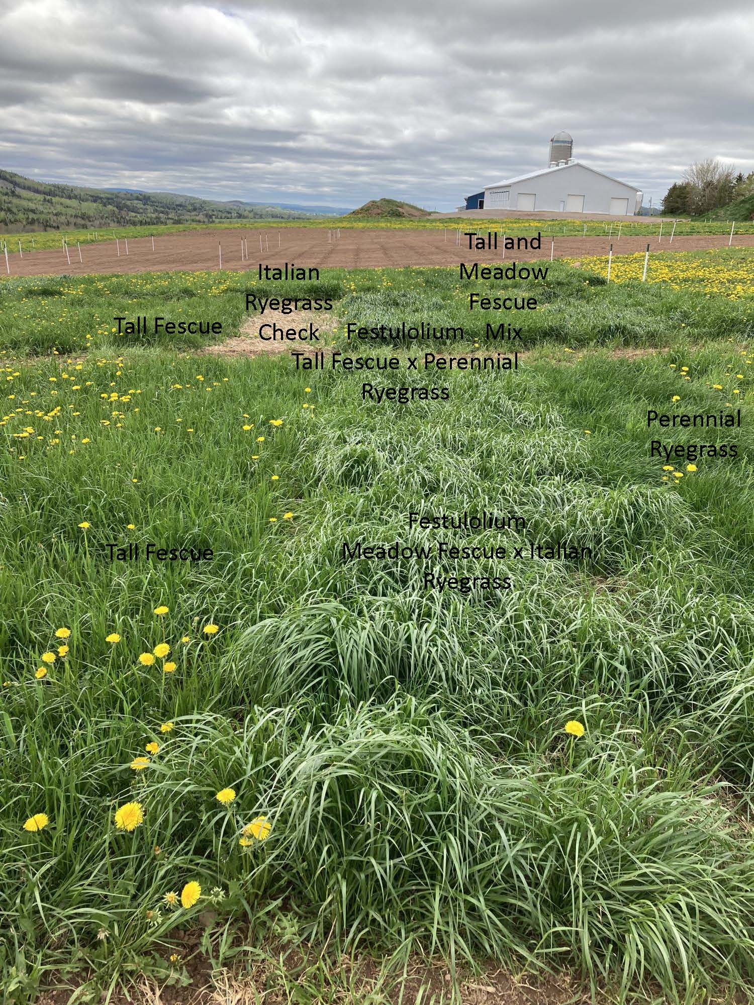 Festulolium (Italian X Tall) – Forage U-Pick